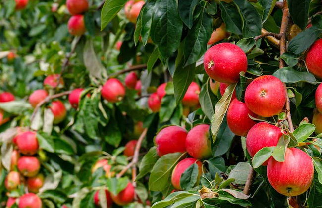 Tour pela Rota da Maçã - Foto 1