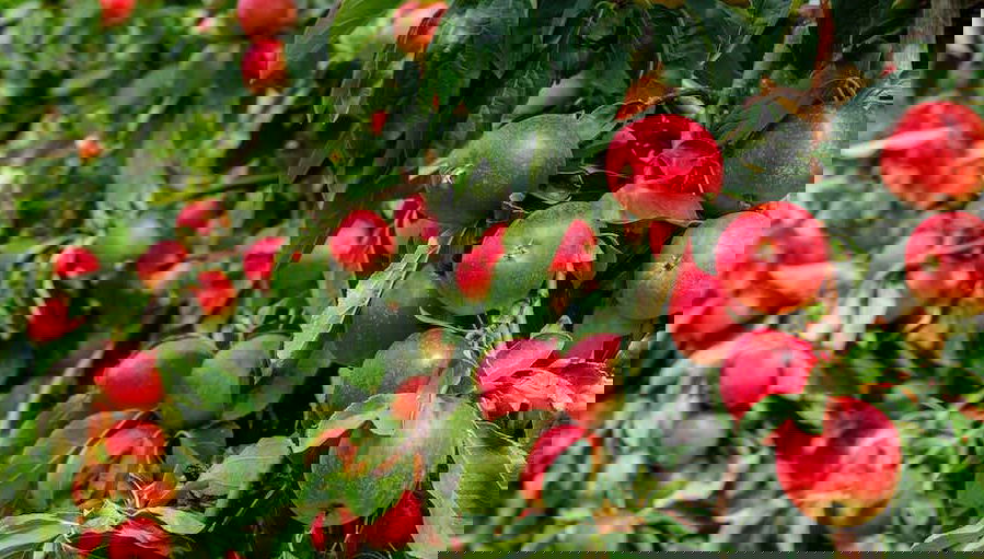 Visite sur le thème de la pomme dans São Joaquim