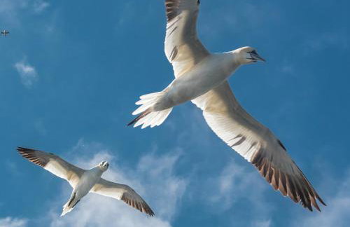 The Steading - Foto 37