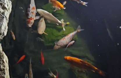 Peaceful home - Foto 49