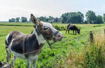 Ferienwohnung Amrum auf dem Holmhof - Foto 23