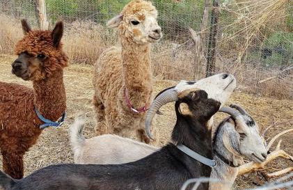 Taos Goji Farm & Eco-Lodge Retreat - Foto 44