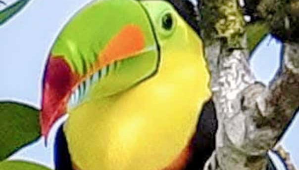 Tour en canoa por el Parque Nacional Tortuguero - Foto 4, Es principalmente frugívoro, pero omnívoro, cumpliendo un papel