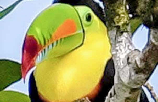 Tortuguero National Park Canoeing Tour - Photo 4