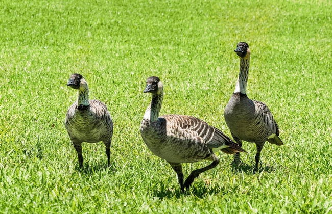 Colony Villas At Waikoloa Beach Resort #1305 3 Bedroom Villa by RedAwning - Foto 56