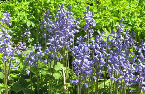 Historischer Davidshof - Mit dem Rad die Nordseehalbinsel erkunden - Foto 37