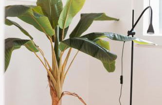 La Paloma Alojamentos - Foto 21