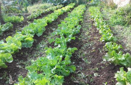 Cal Sadurní - Foto 15