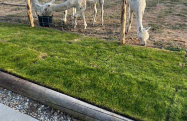 Apple Blues Farm - Foto 24