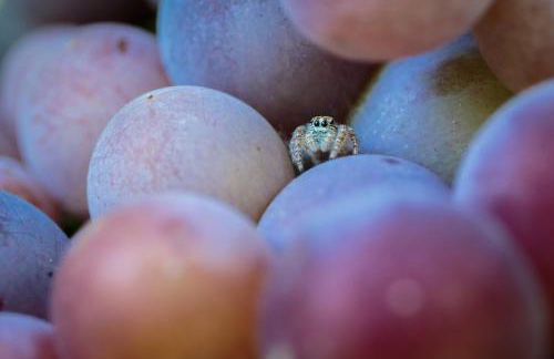 Antico Casale dei Sogni agriturismo - Foto 71