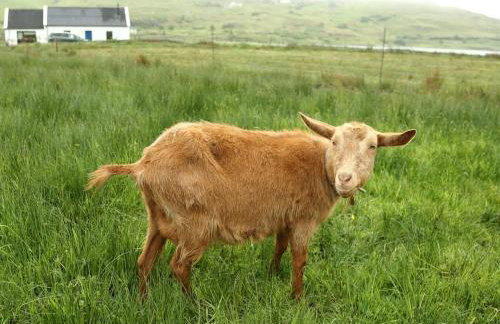 The Captain's Place - Isle of Skye - Foto 14