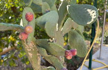 Authentic Luxury Villa in Oasis with Pool close to Malaga - Foto 24