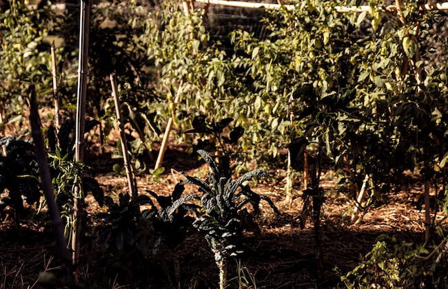 Fattoria San Martino - Photo 65