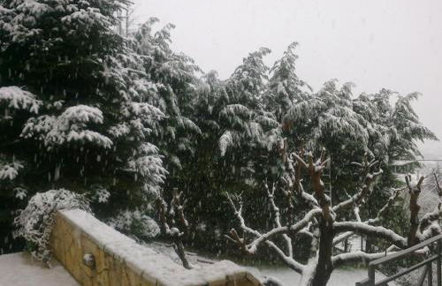 Six Steps From The Forest - Photo 25