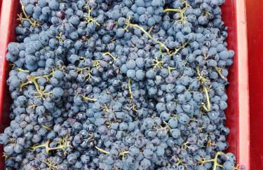 Agriturismo Mirasole - Foto 34