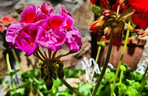 dalla fortezza al mare - la vostra casa a San Leo - Foto 8