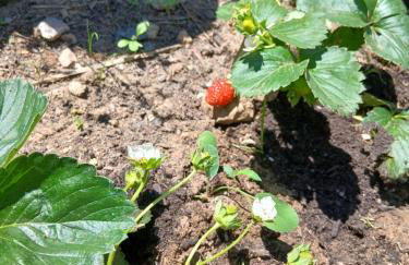 Garden Relax - Foto 31