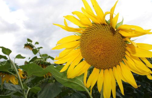 Gite Au Bouzigues - Photo 33