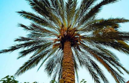 Le Soleil d’or - Foto 18