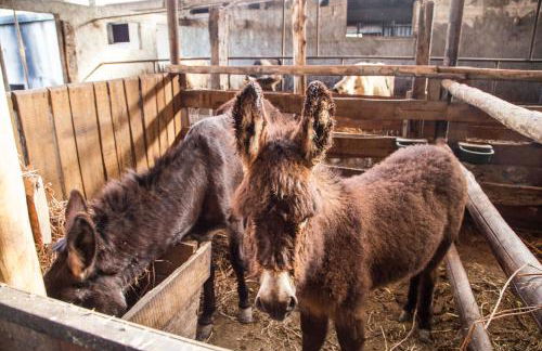 Agriturismo Fassi - Foto 34