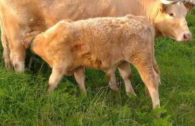 Quinta da Maria - Foto 34