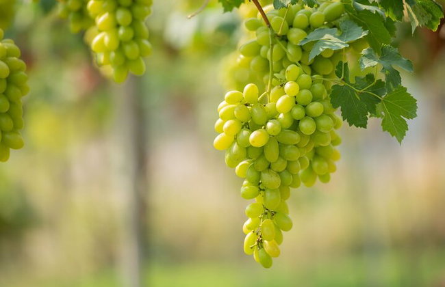 Degustación de vinos en Rodas, dentro de los viñedos con el productor. - Foto 4