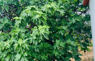 Casa 1-Quinta dos Penedos - Foto 36