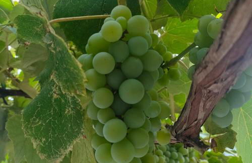 La Maison de André - Foto 24