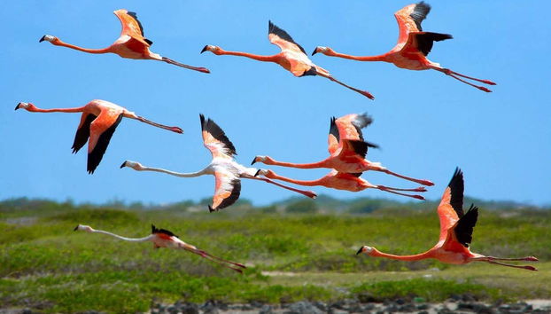 Durante el tour podréis avistar numerosas aves de la isla