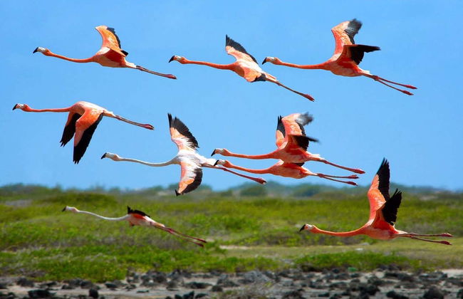 Tour del sud di Bonaire - Foto 2