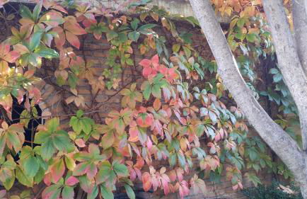 El jardín de la abuela - Foto 71