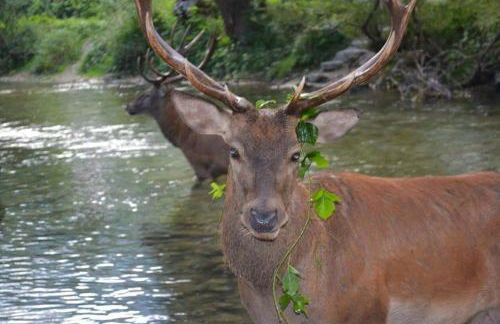 L'Iperico Stanza della Regina Boudicca - Foto 15