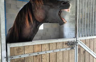 Studio indépendant - Foto 10