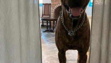 Peloponnese Hideout - Traditional stone house - Foto 2