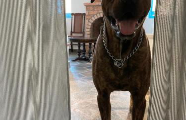 Peloponnese Hideout - Traditional stone house - Photo 2