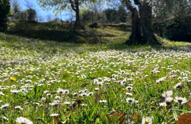 Villa Profumo di Salvia - Photo 38