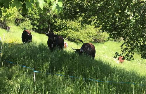 La maison des amis - Foto 39