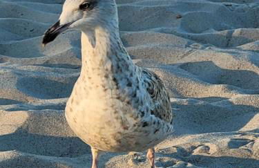 Heimathafen Hohwacht - Foto 23