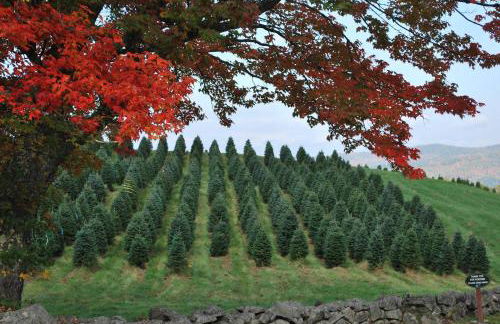 Experience the Rocks Estate like never before with a stay at the Gardeners Cottage! - Foto 54