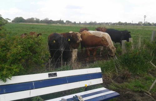 Luxus Chalet mit Terrasse, sehr ruhig in Kollmar - Foto 6