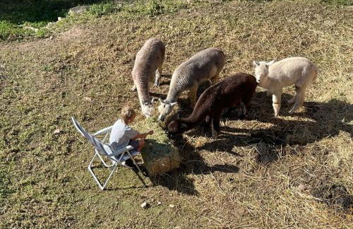 Experience Alpacas in Andalucia - Foto 24