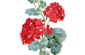 Il Geranio - Photo 20