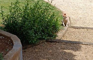 Petit Plaisance - Foto 14