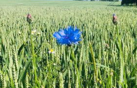 Landhaus Hohenfelde - Foto 5