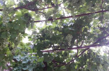 Agriturismo Tenuta Carbonara - Foto 9