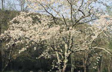 gite la bergerie en bord d'Aveyron - Foto 13
