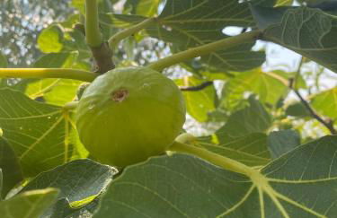 Casa Vacanze Vista Monviso - Photo 28