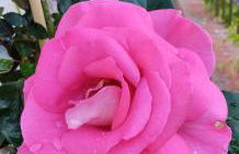 le Mas de la Jardine - Foto 6