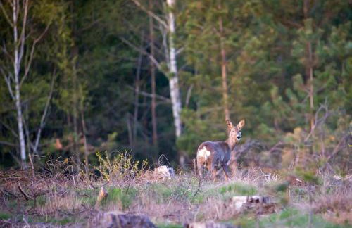 Kaszubska Odskocznia Ostoja Bukowo - Foto 77