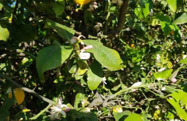 Casa Gran Mirador - Ruime vakantie villa met groot privé zwembad 8-14 pers - Foto 42